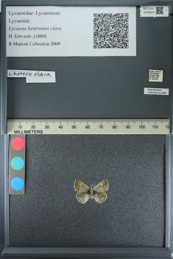 Media type: image;   Entomology 183633